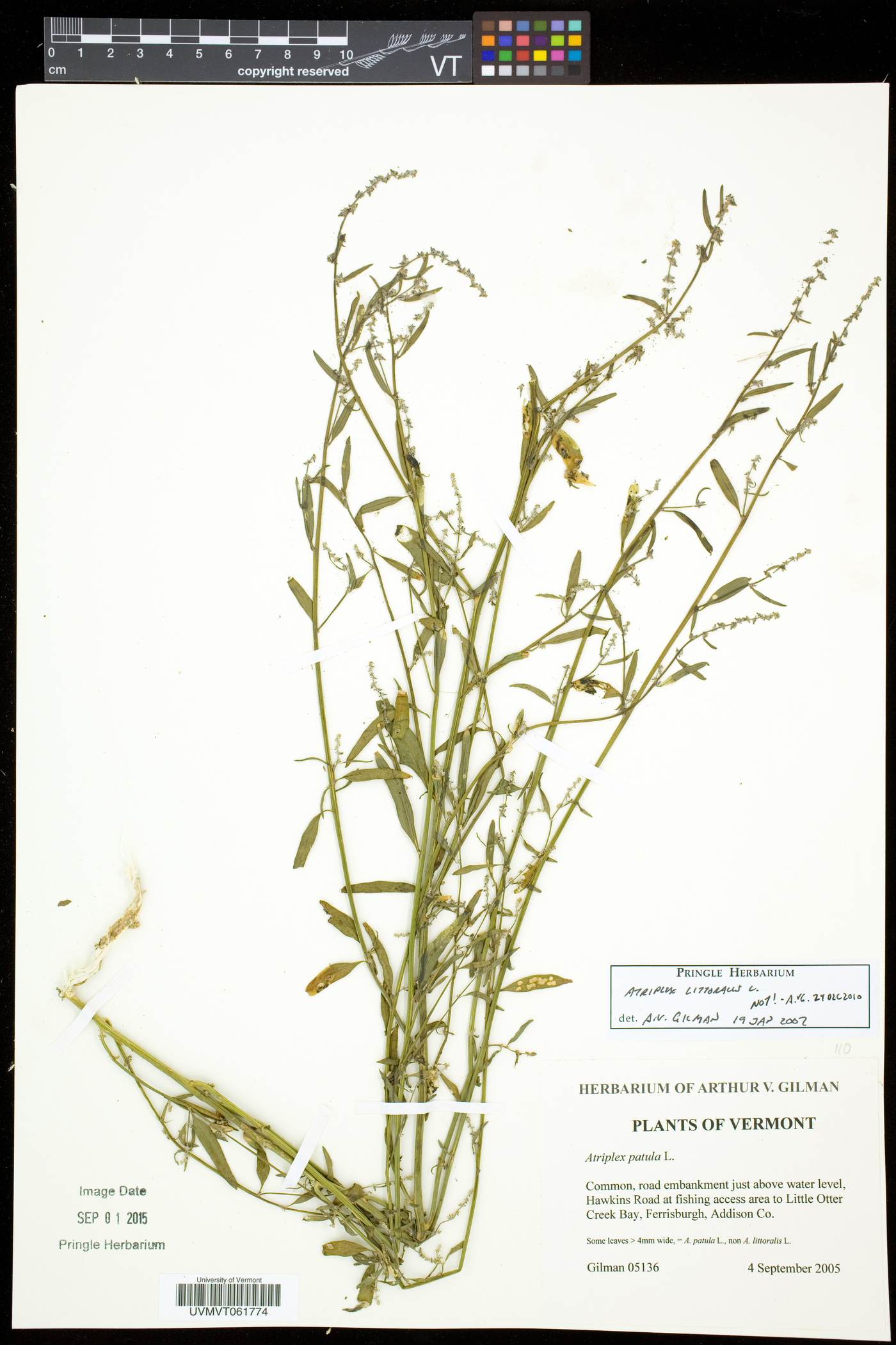 Atriplex littoralis image