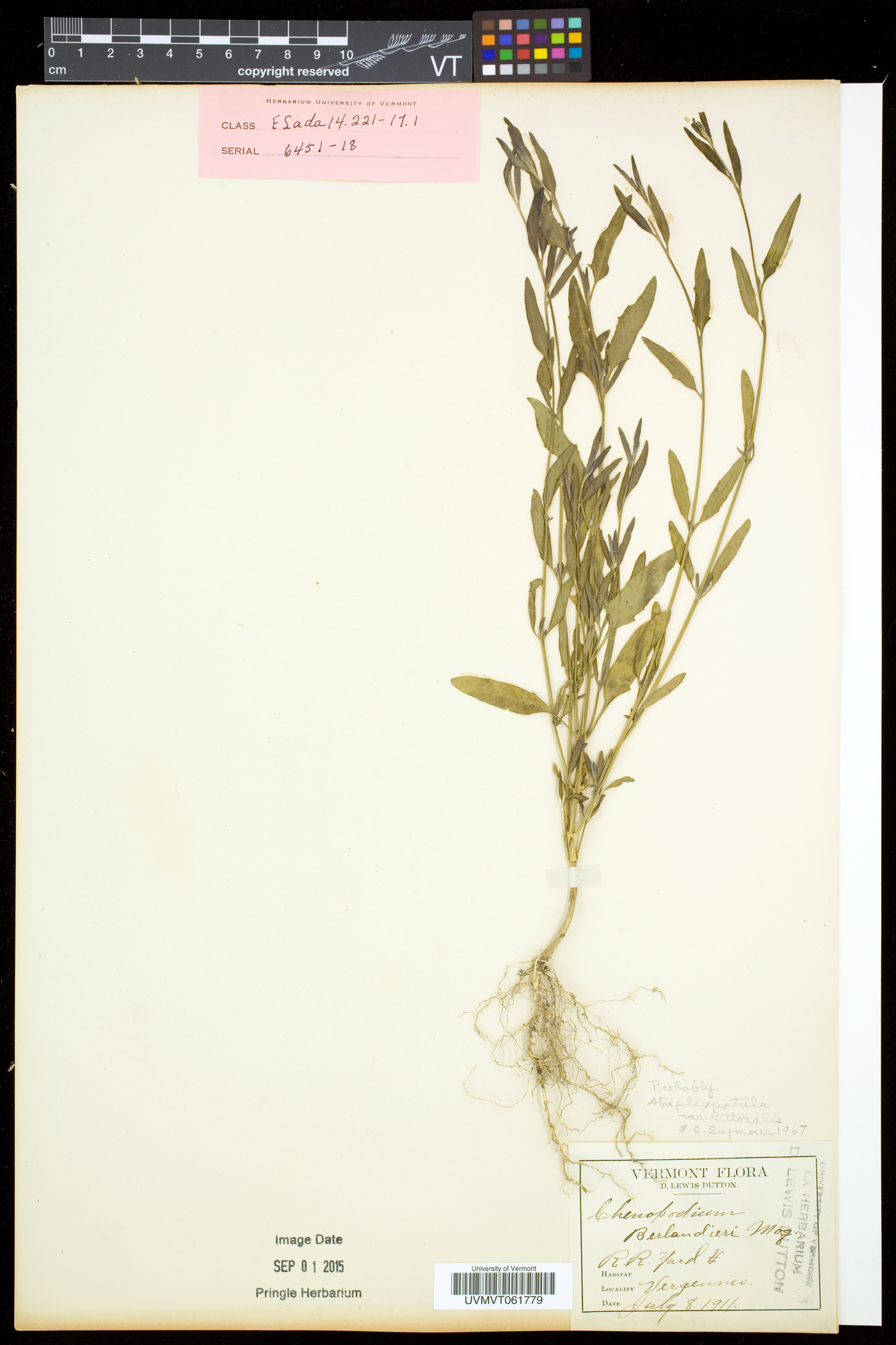 Atriplex littoralis image