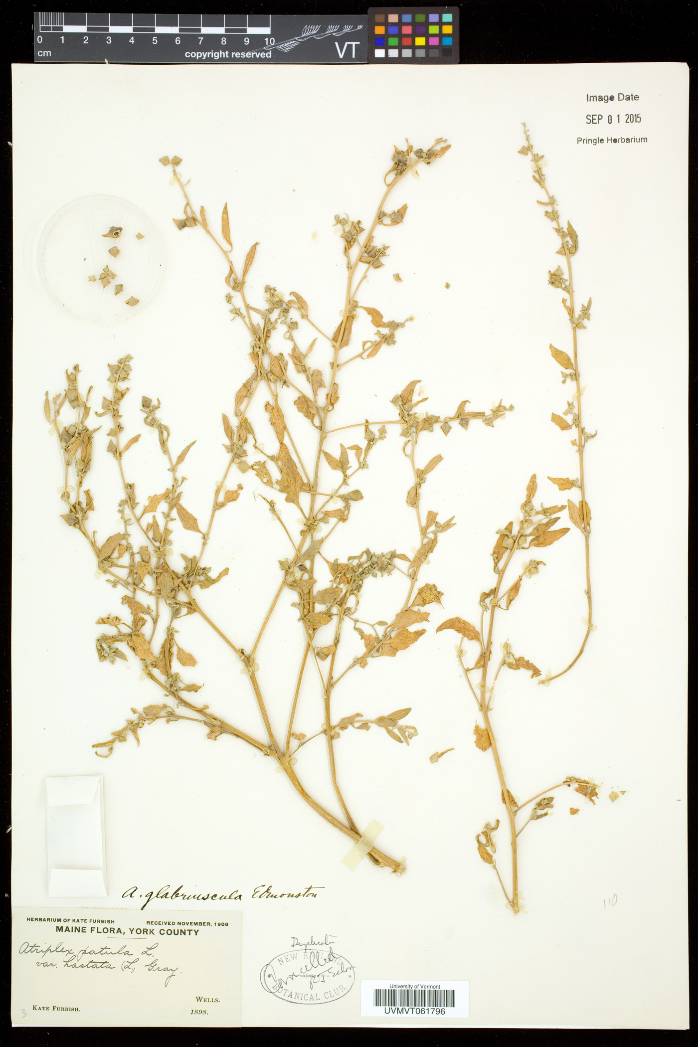 Atriplex glabriuscula image