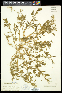 Atriplex prostrata image