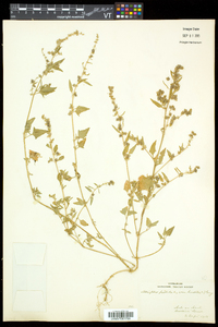 Atriplex prostrata image