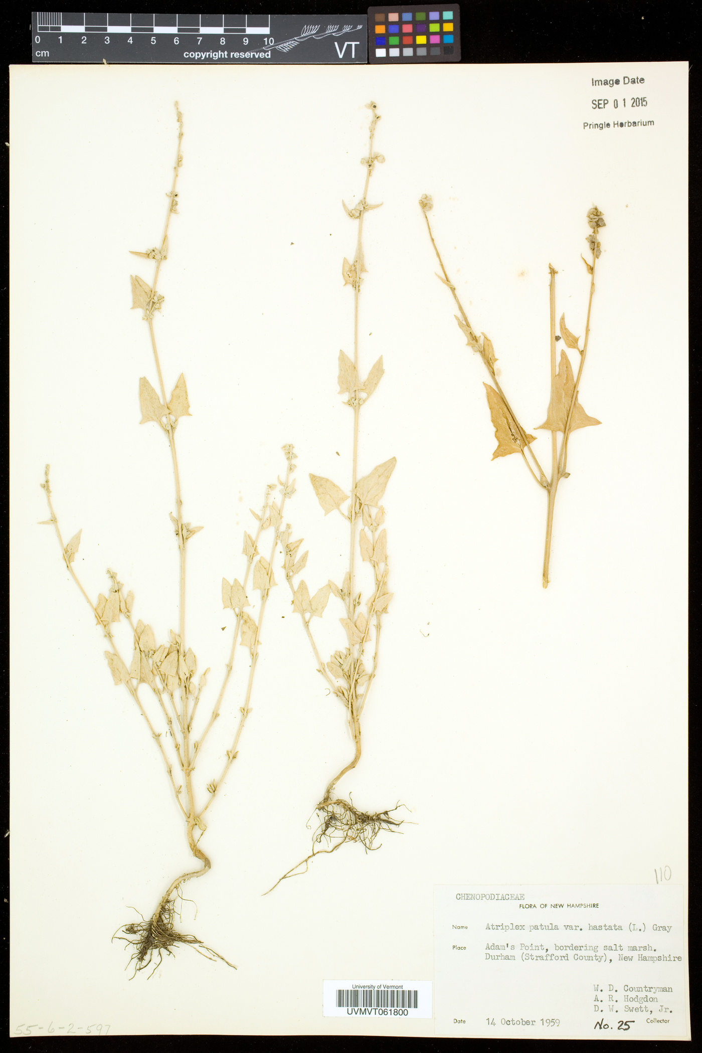 Atriplex prostrata image