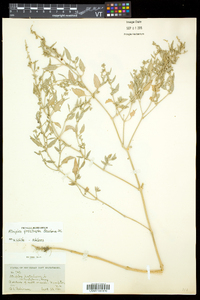 Atriplex prostrata image