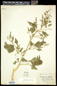 Chenopodium berlandieri image