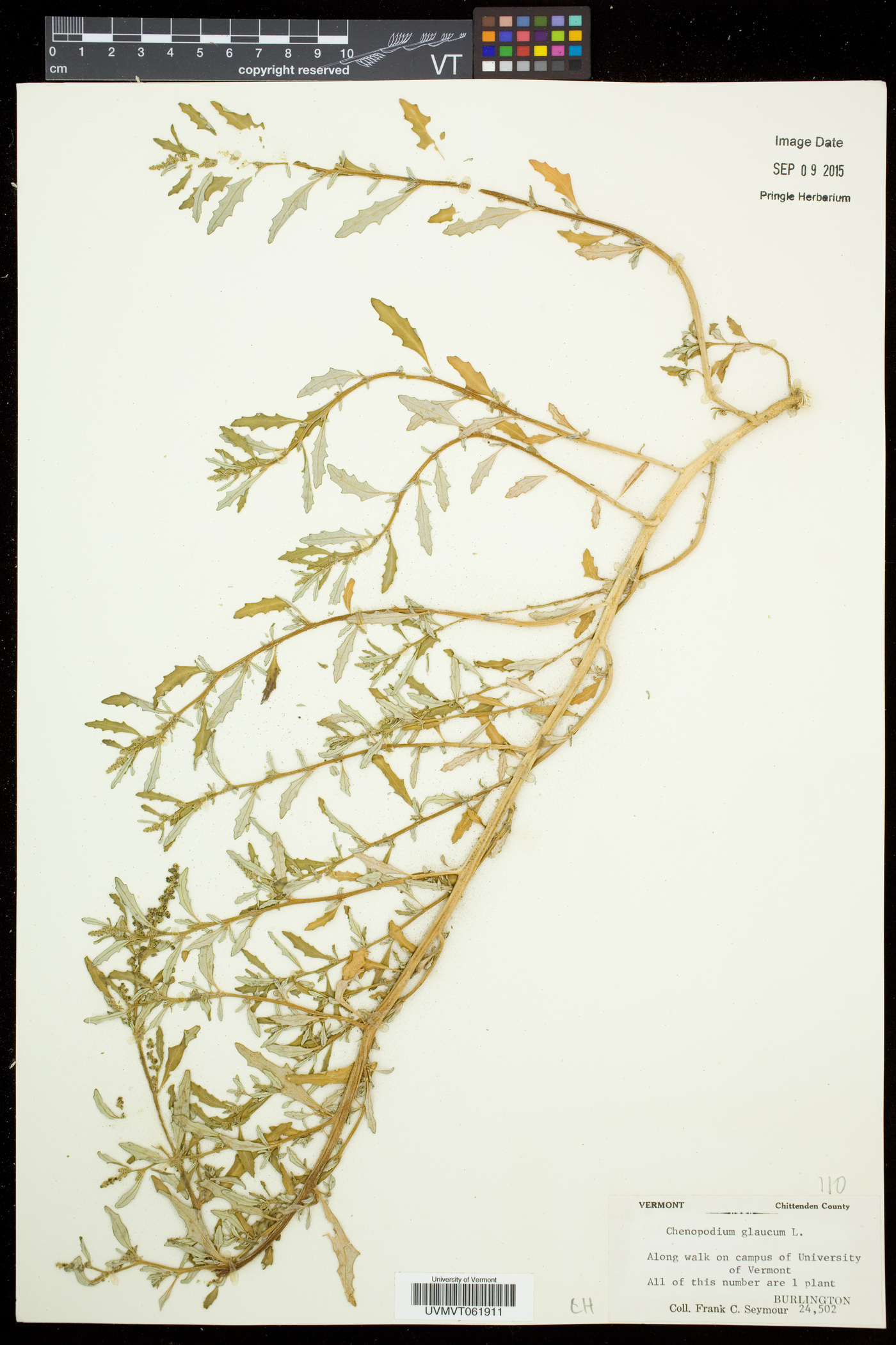 Oxybasis glauca var. glauca image