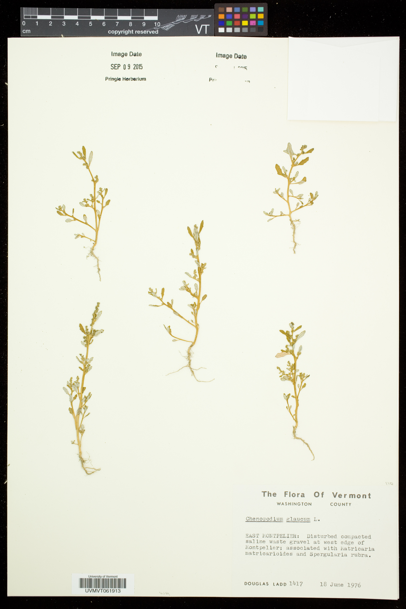 Oxybasis glauca var. glauca image