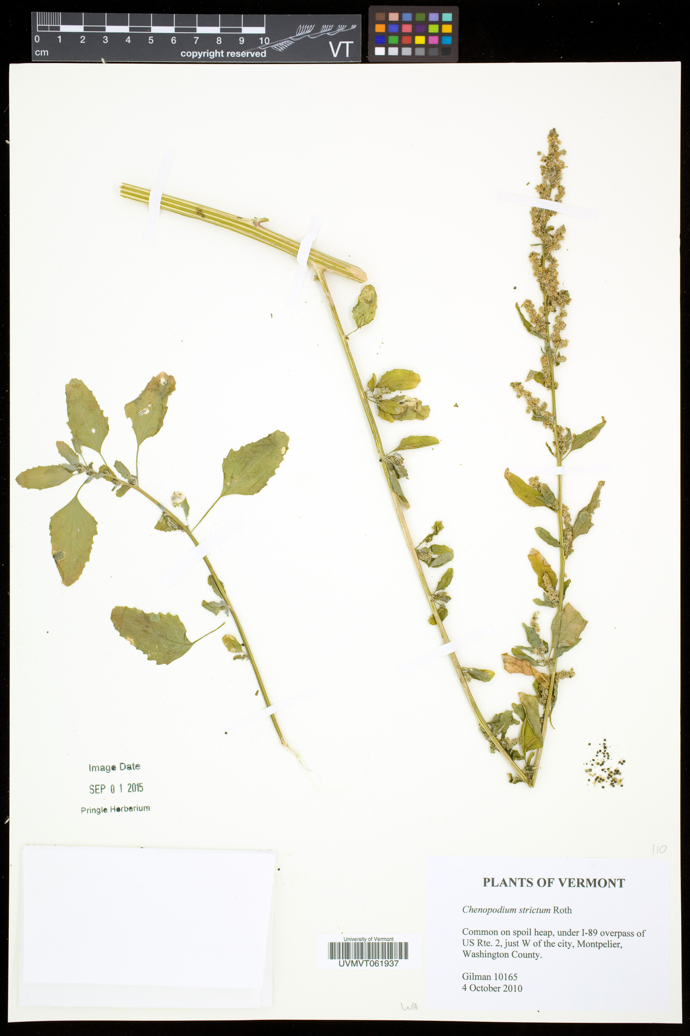 Chenopodium strictum image