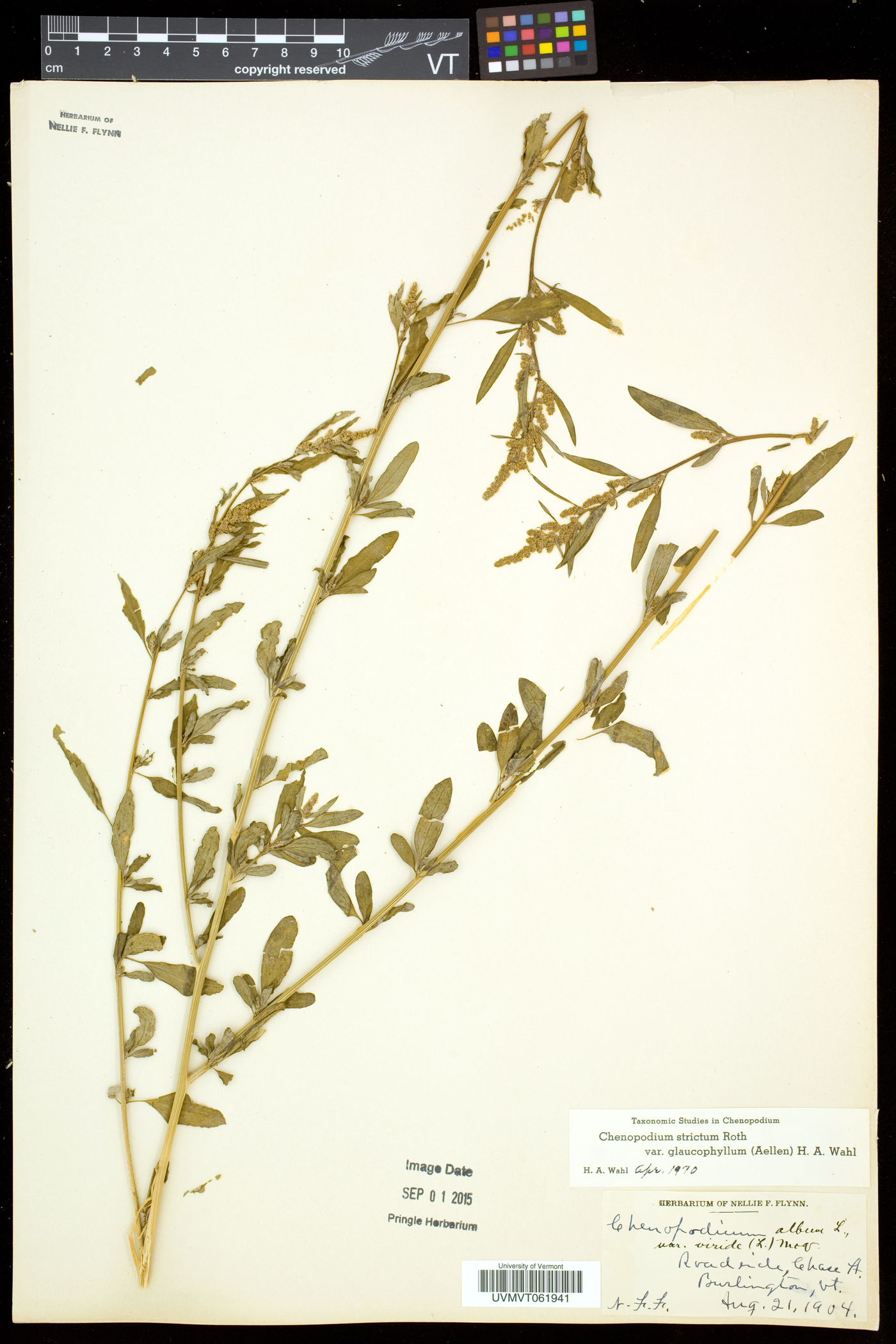 Chenopodium strictum image