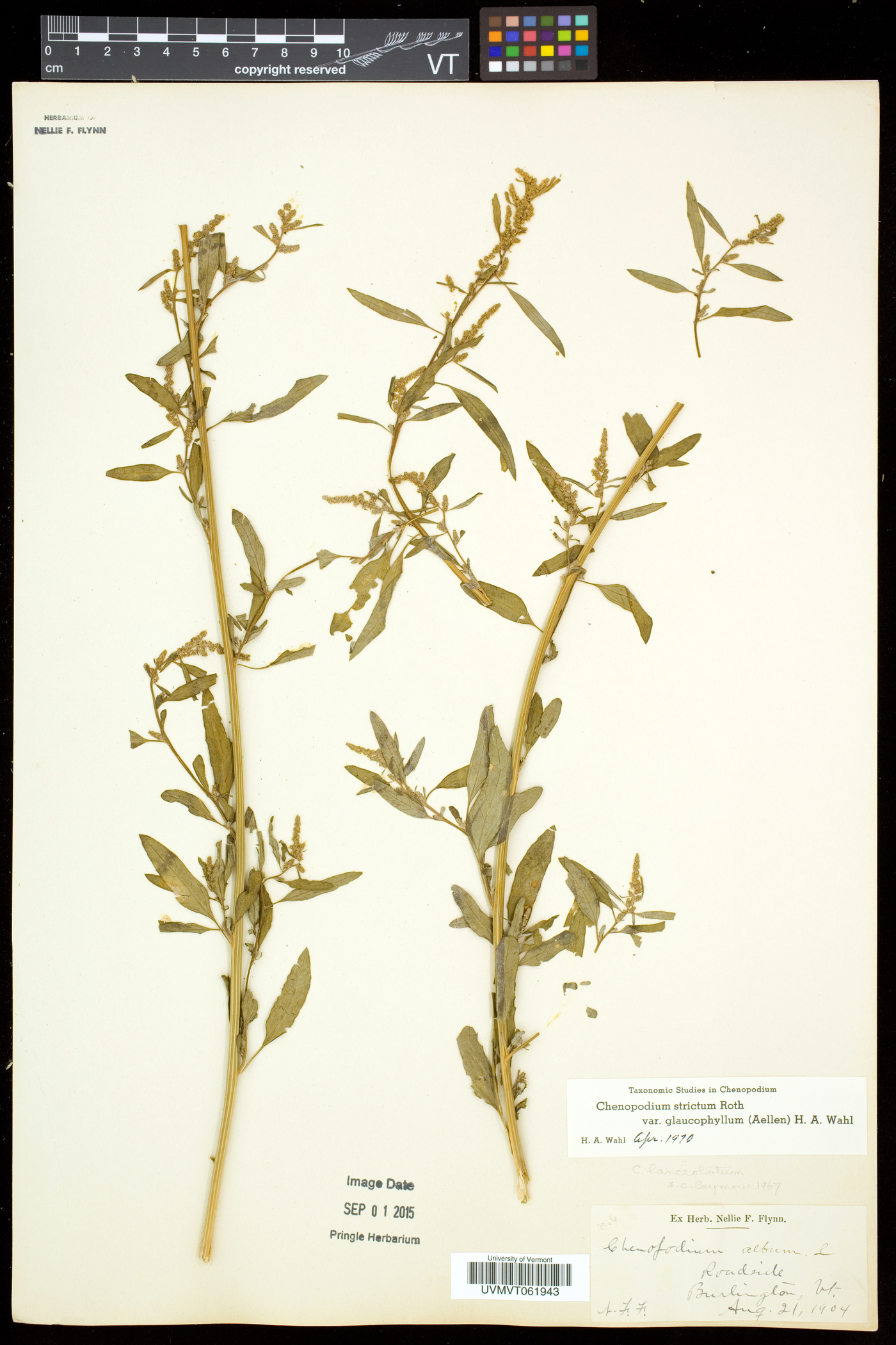 Chenopodium strictum image