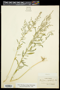 Chenopodium leptophyllum image