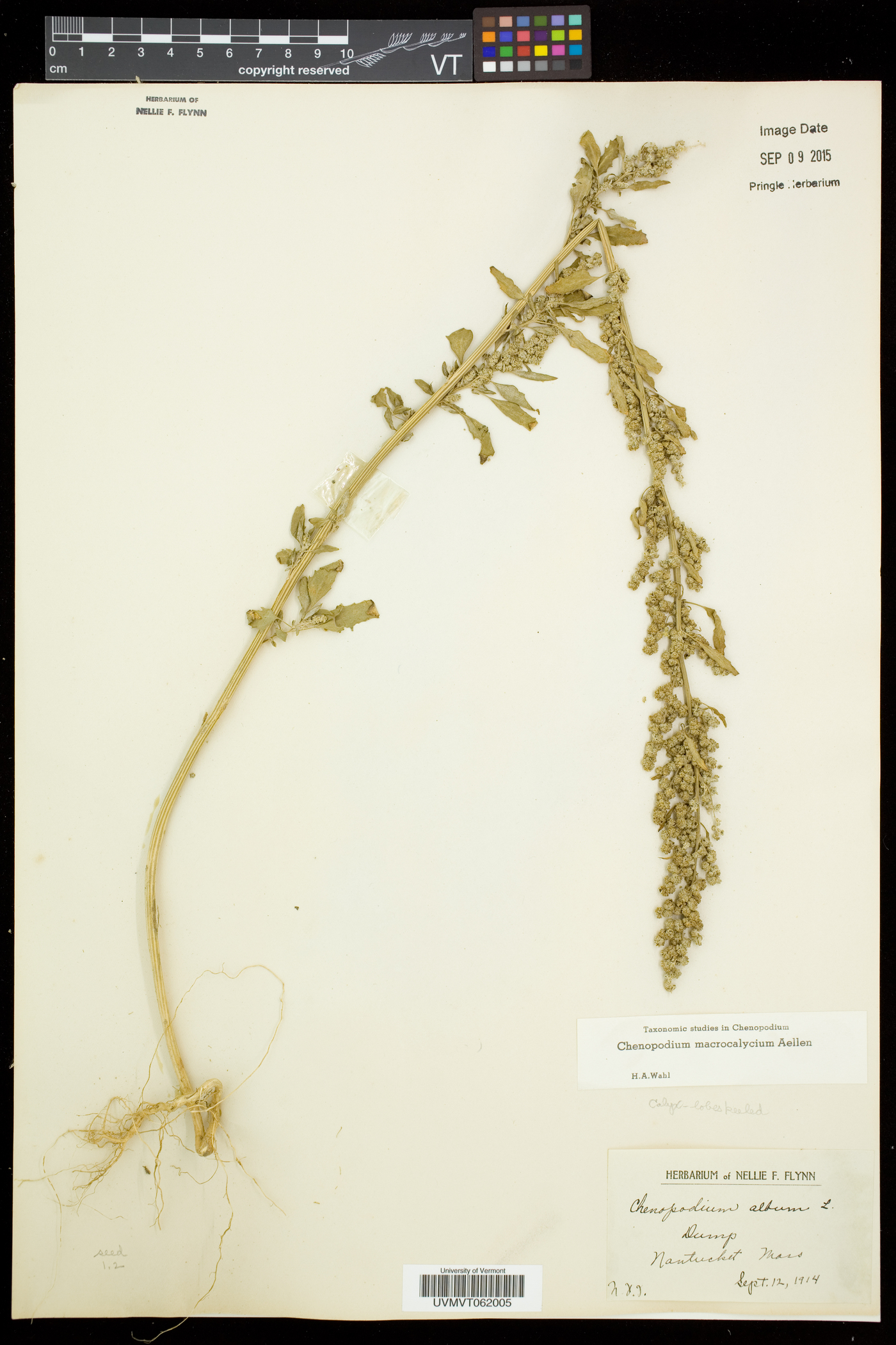 Chenopodium berlandieri var. macrocalycium image