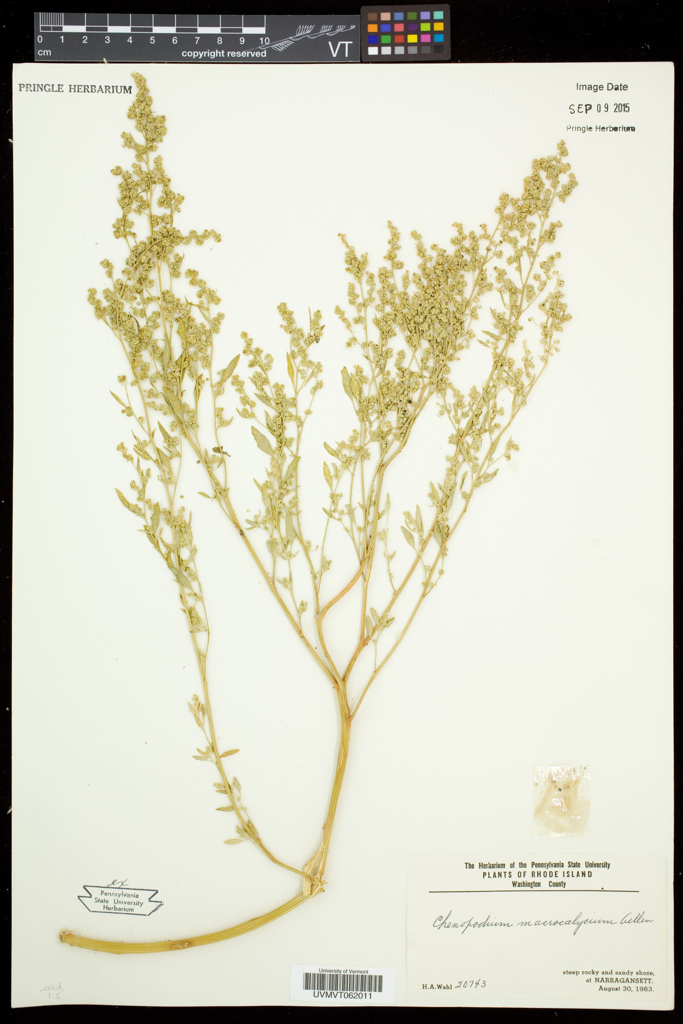 Chenopodium berlandieri var. macrocalycium image