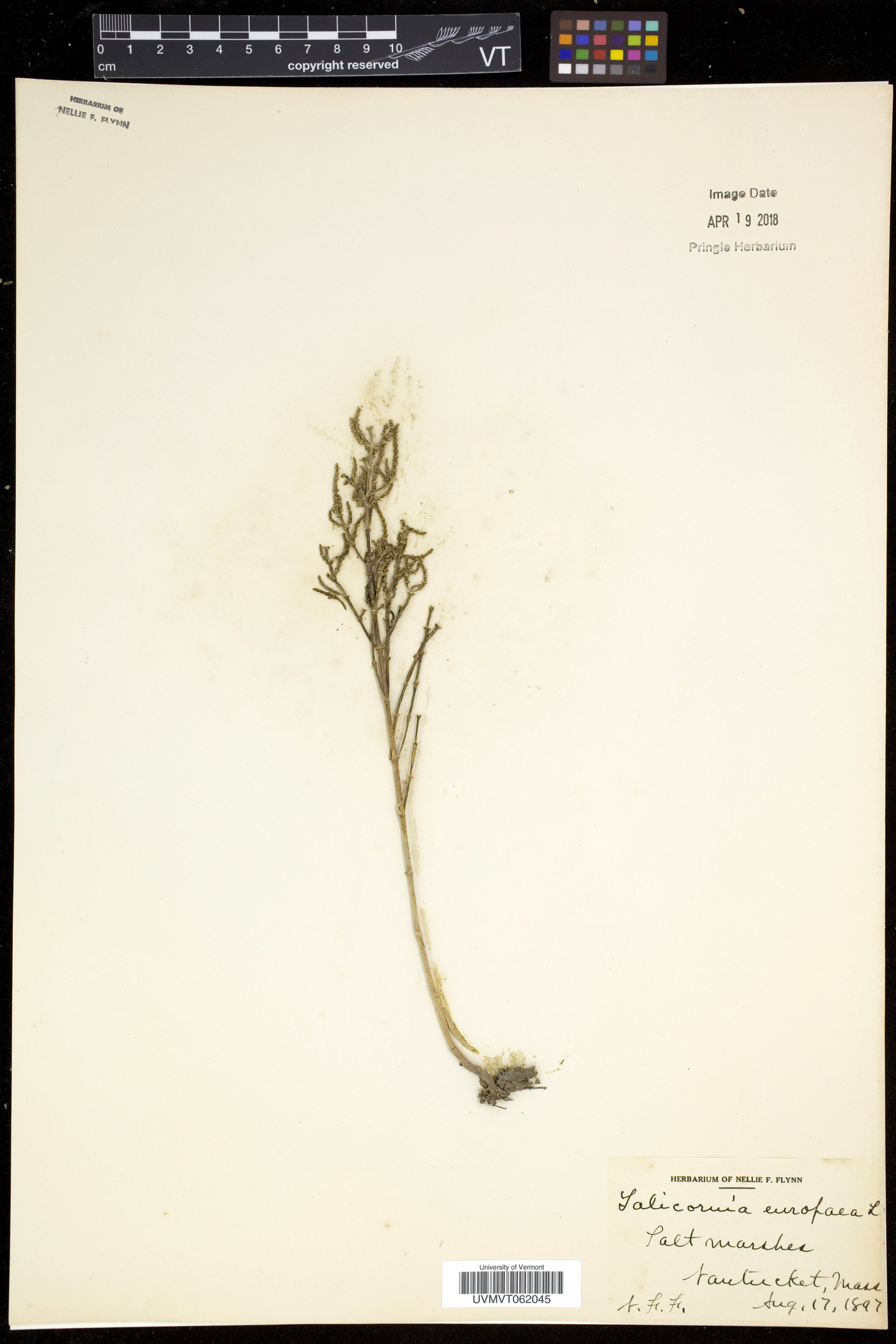 Salicornia europaea image