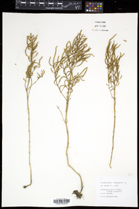 Salicornia europaea image