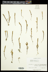 Salicornia bigelovii image