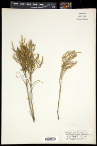 Salicornia europaea image