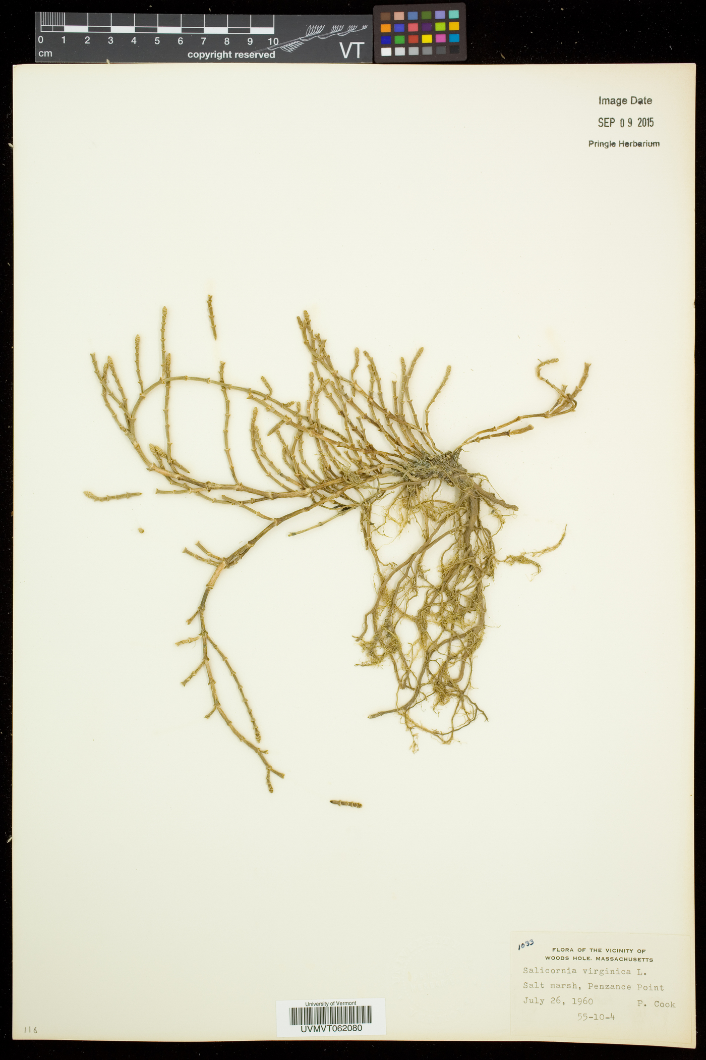 Salicornia ambigua image