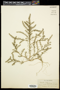 Salsola tragus image