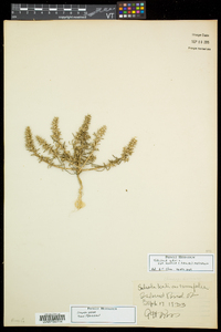 Salsola kali subsp. pontica image