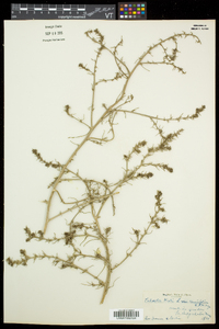 Salsola tragus image