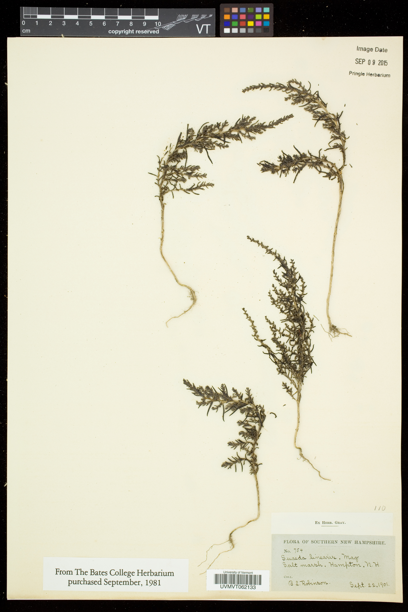 Suaeda linearis image