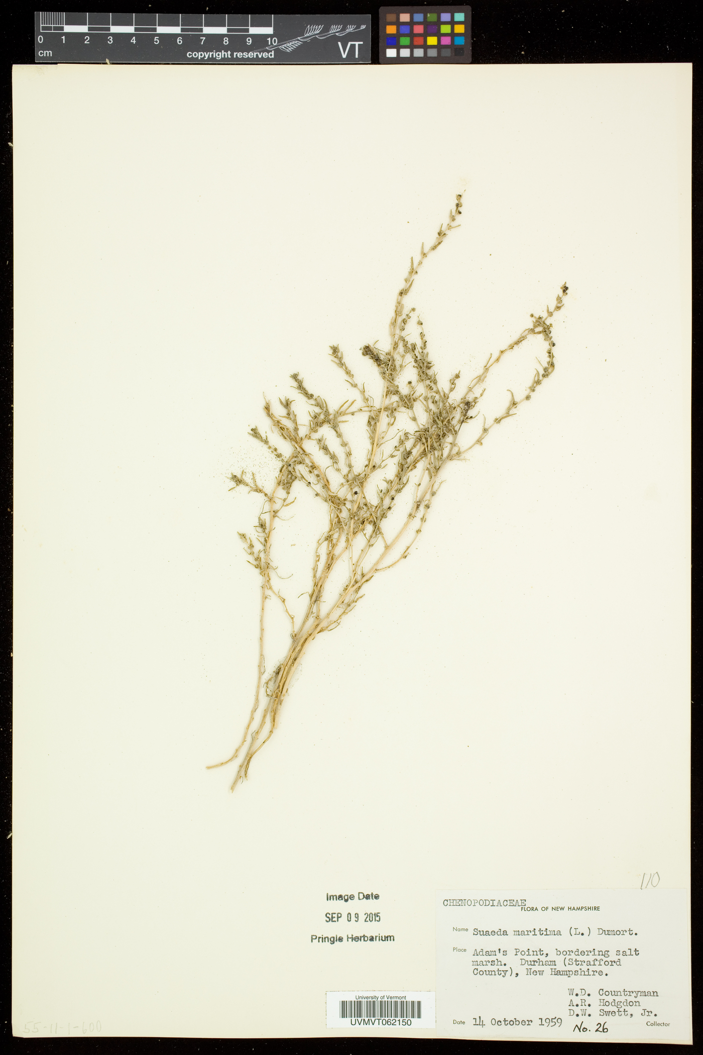Suaeda maritima image