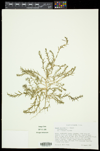 Suaeda maritima image