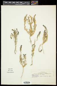 Suaeda maritima image