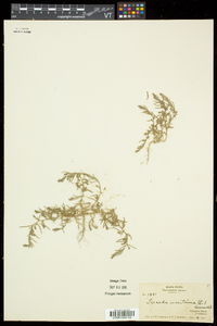 Suaeda maritima image