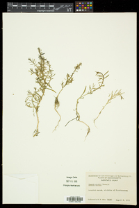 Suaeda maritima subsp. richii image