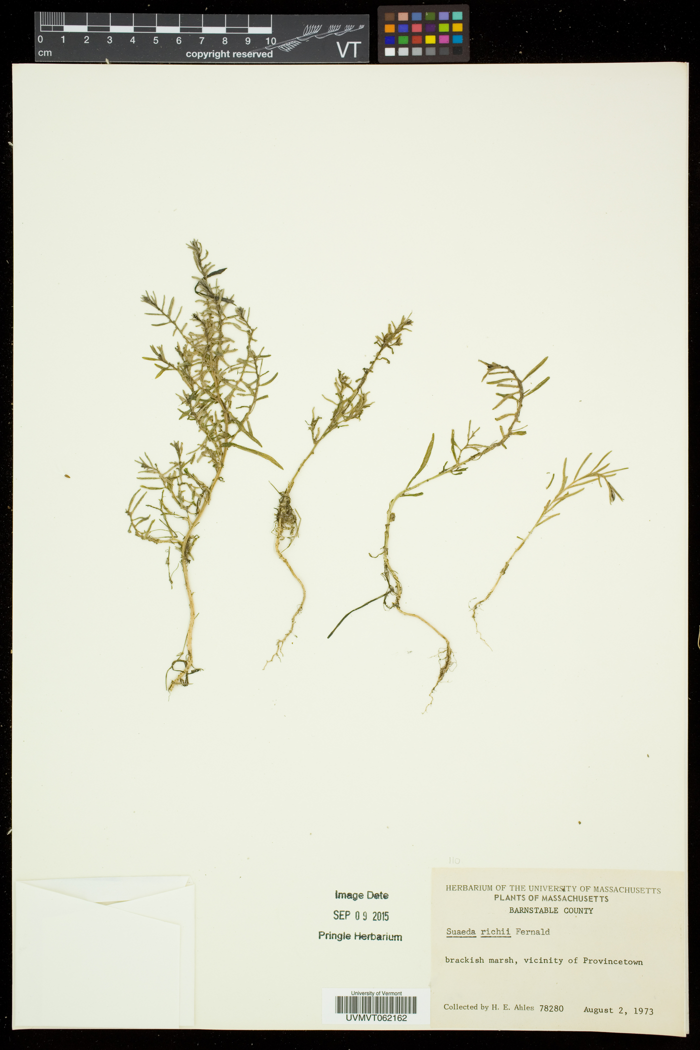 Suaeda maritima subsp. richii image