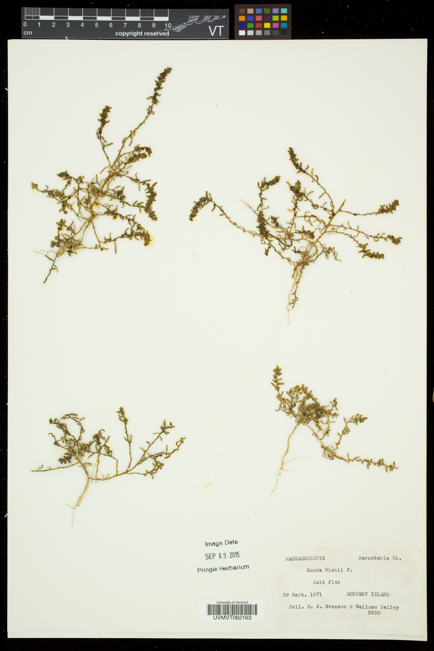 Suaeda maritima subsp. richii image