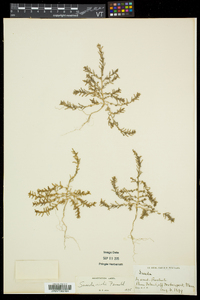 Suaeda maritima subsp. richii image