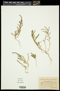 Suaeda maritima subsp. richii image