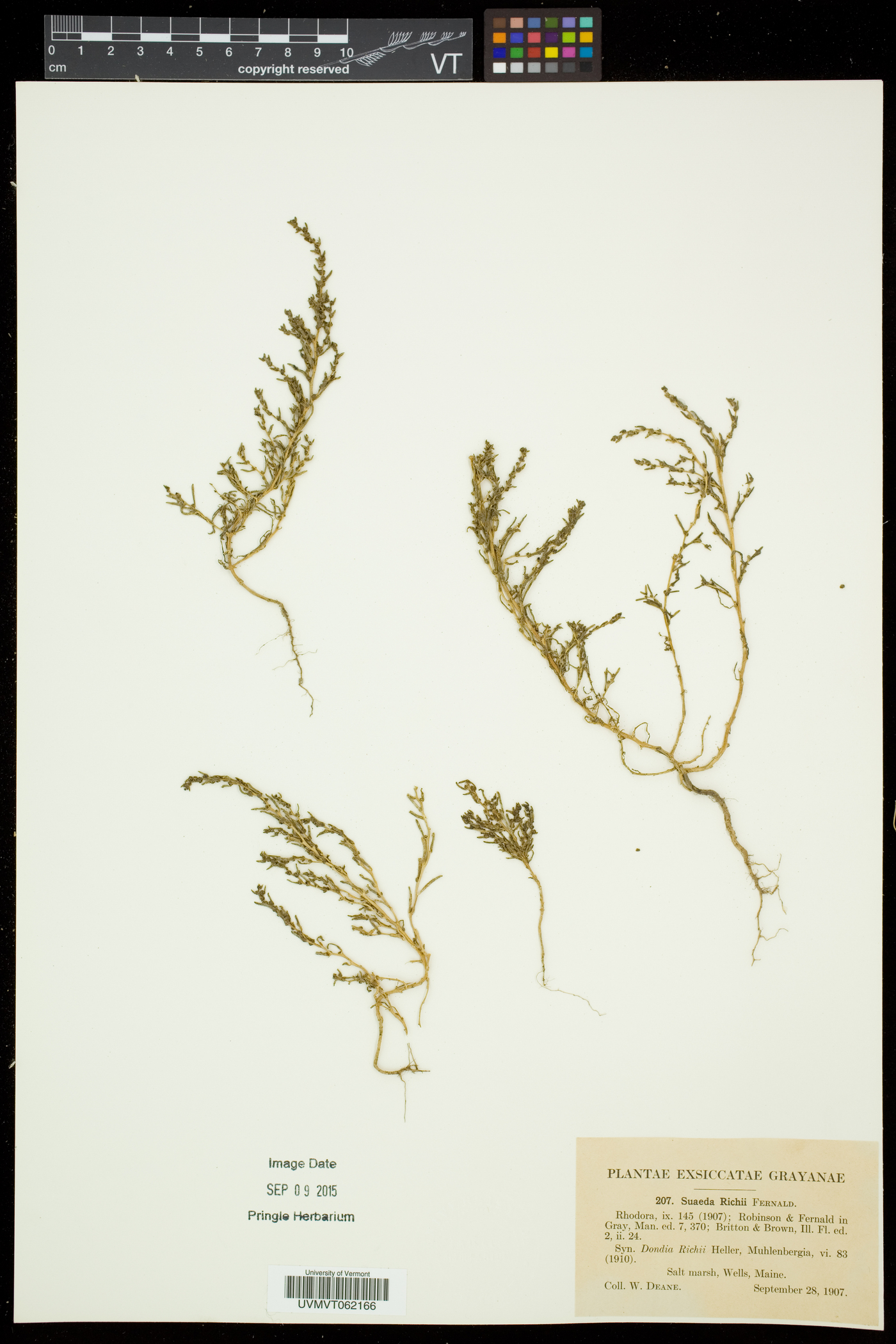 Suaeda maritima subsp. richii image