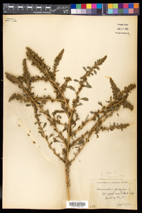 Amaranthus albus image