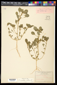 Amaranthus albus image