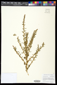 Amaranthus albus image