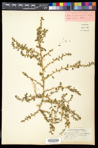 Amaranthus blitoides image