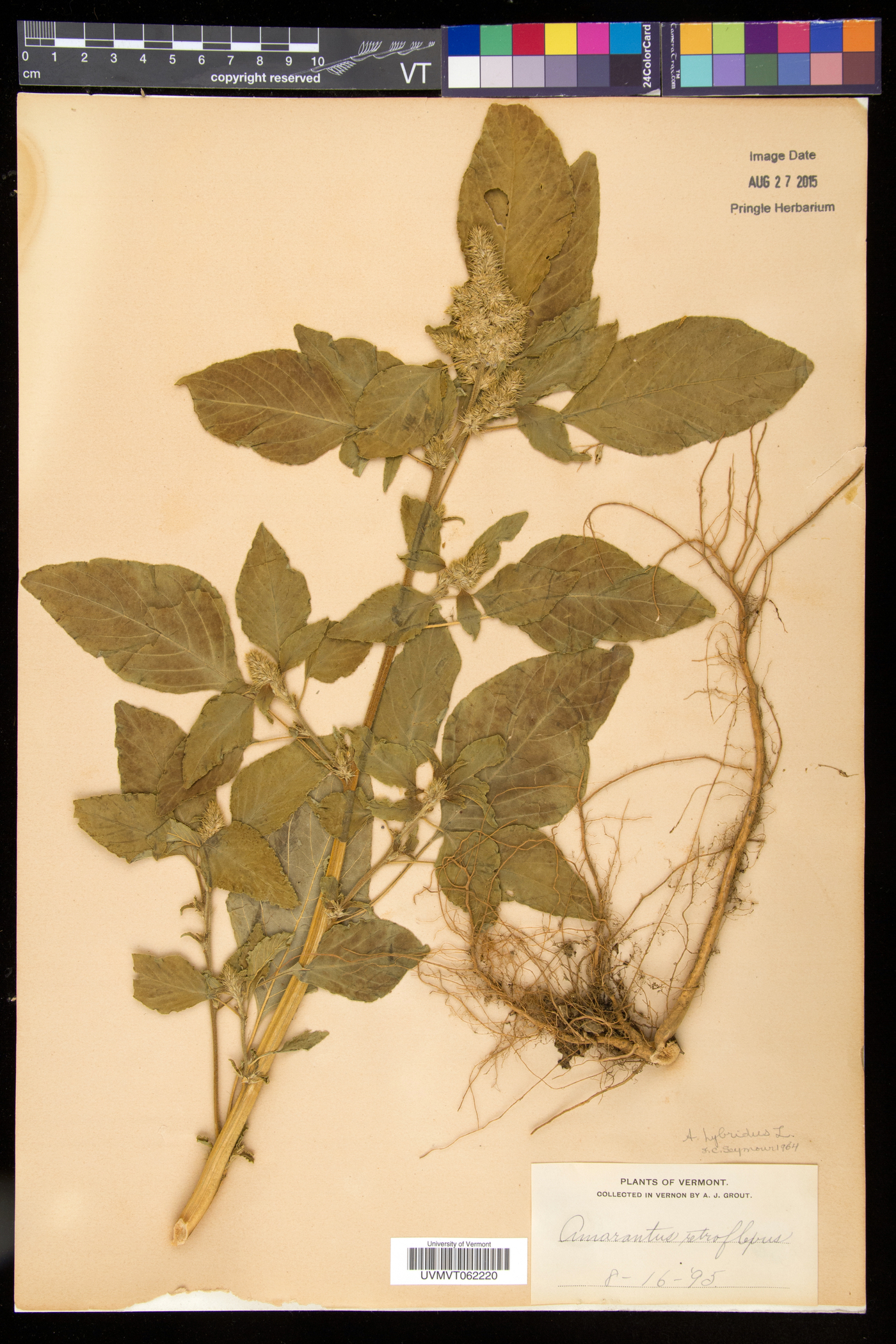 Amaranthus hybridus subsp. hybridus image