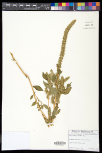 Amaranthus powellii subsp. powellii image