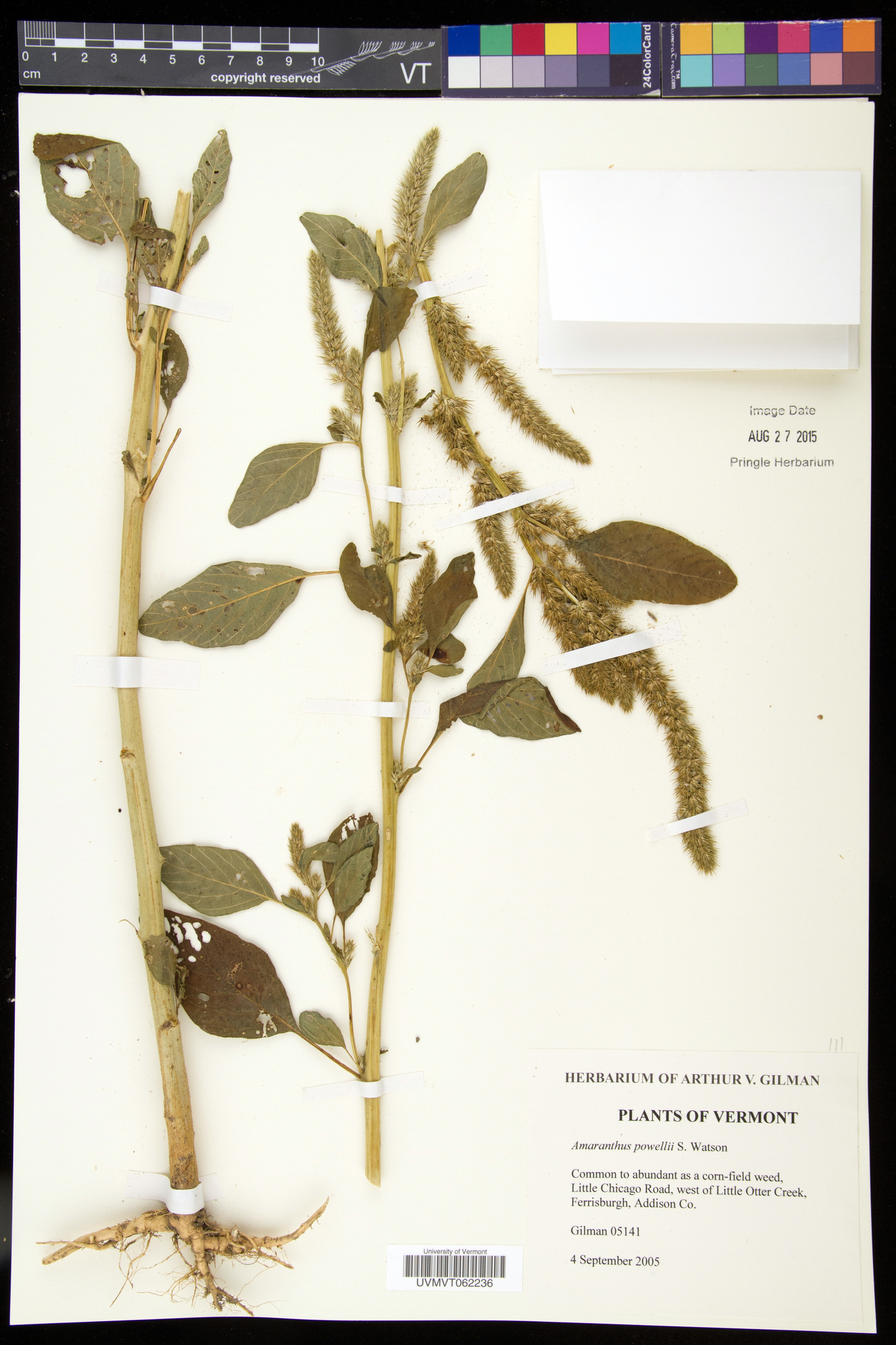 Amaranthus powellii subsp. powellii image