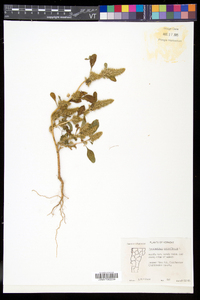 Amaranthus retroflexus image