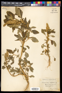 Amaranthus retroflexus image