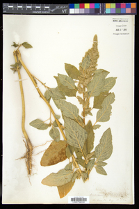 Amaranthus retroflexus image