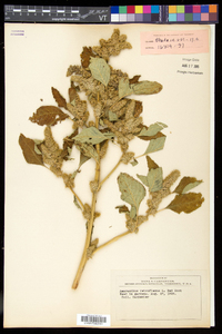 Amaranthus retroflexus image