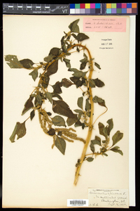 Amaranthus spinosus image