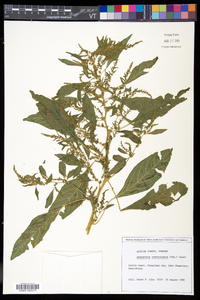 Amaranthus tuberculatus image