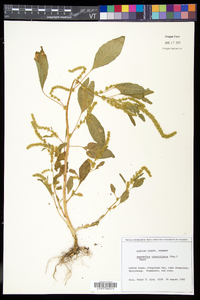 Amaranthus tuberculatus image