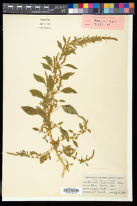 Amaranthus tuberculatus image